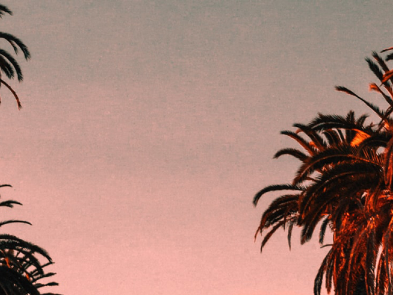 Palm trees at sunset in Hollywood.